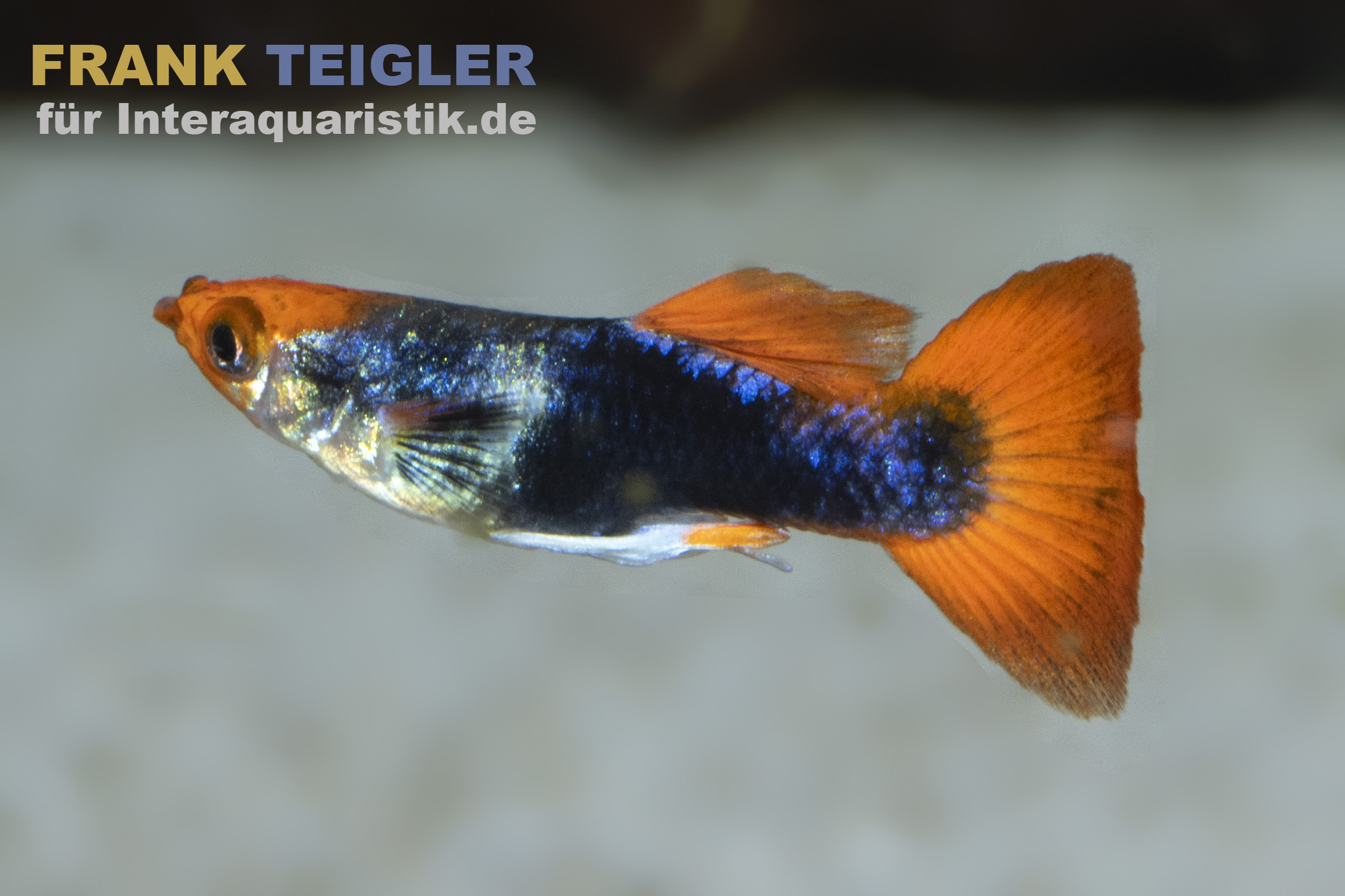 Guppy Koi Tuxedo, Poecilia reticulata, paarweise